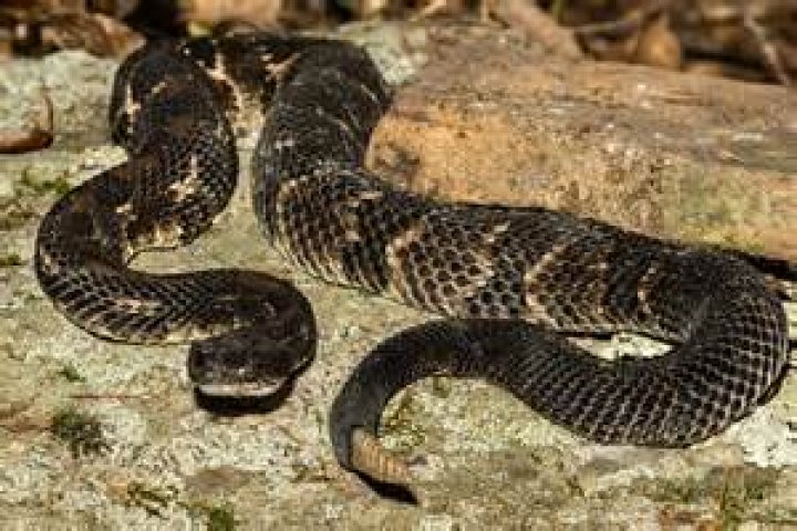Are There Snakes In Connecticut?