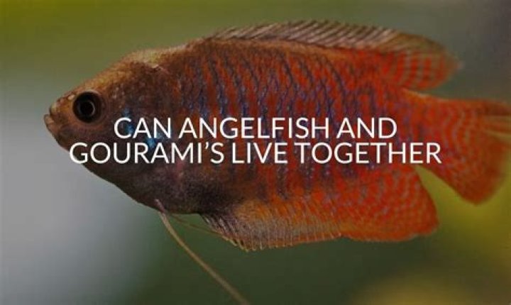 Can Angelfish And Gouramis Live Together?