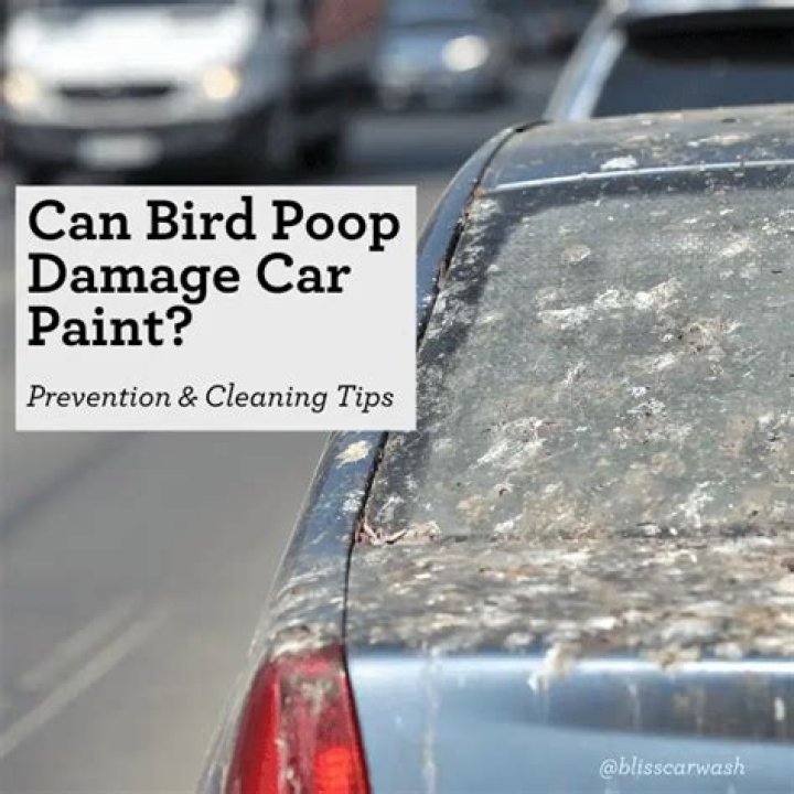 Can Bird Poop Mess Up Car Paint?