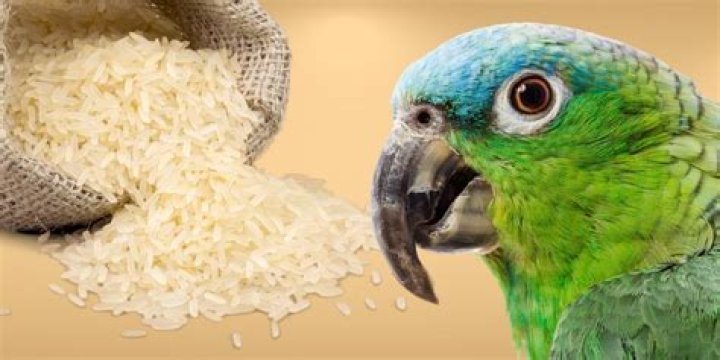 Can Uncooked Rice Kill Birds?