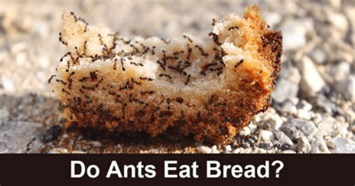 Do Ants Eat Bread? - Kylon Powell