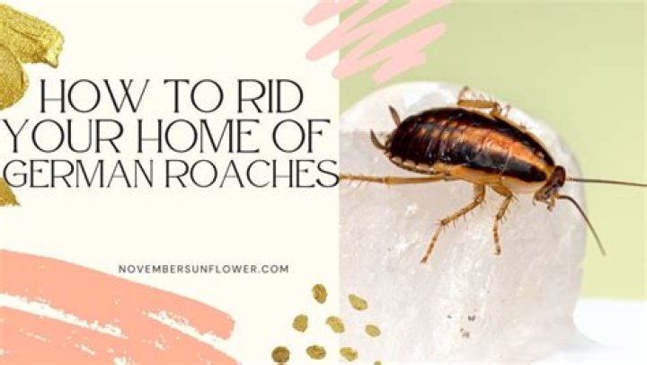 Do German roaches go away in the winter?