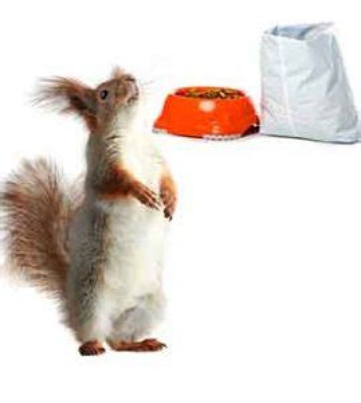 Do squirrels eat wet cat food?