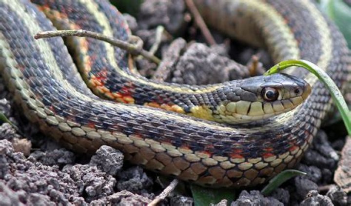 Does Alaska Have Any Snakes?