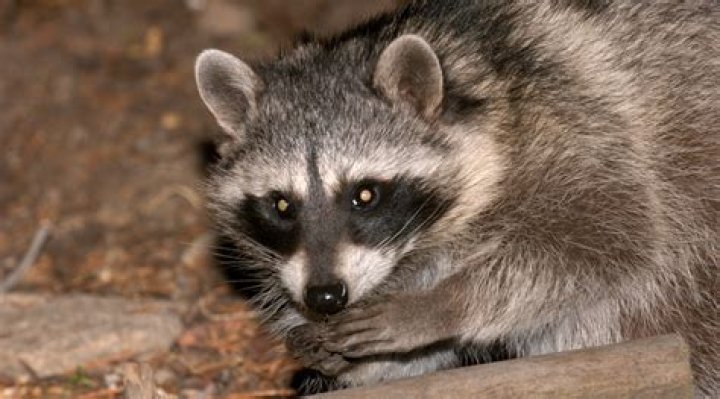 How Can You Tell If A Raccoon Has Rabies?