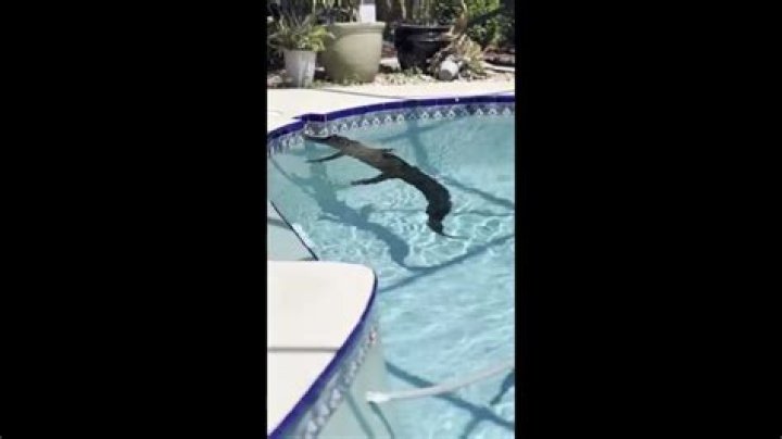How To Keep Alligators Out Of Your Pool?