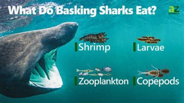 What Do Basking Sharks Eat?