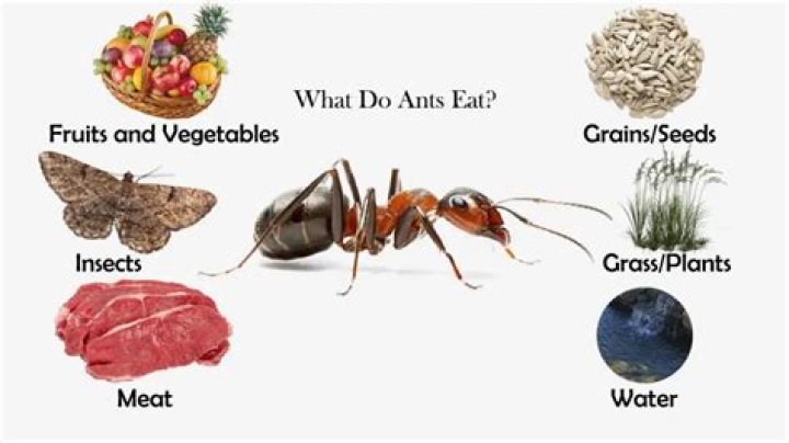 What Do Red Ants Eat?
