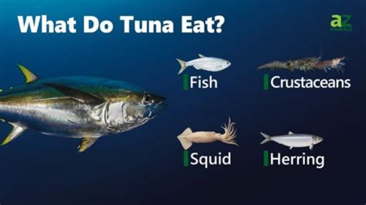 What Do Tuna Eat? - Kylon Powell